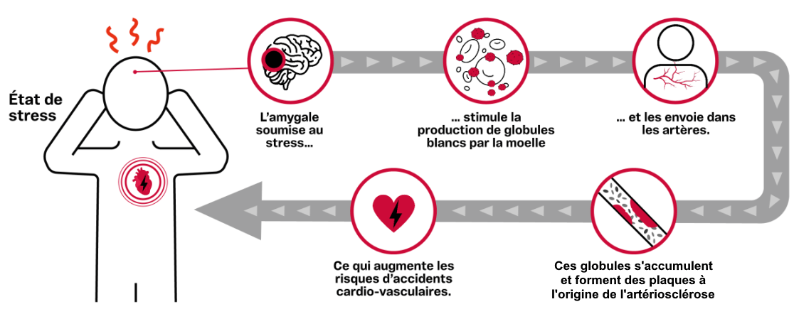 Mécanisme du stress
